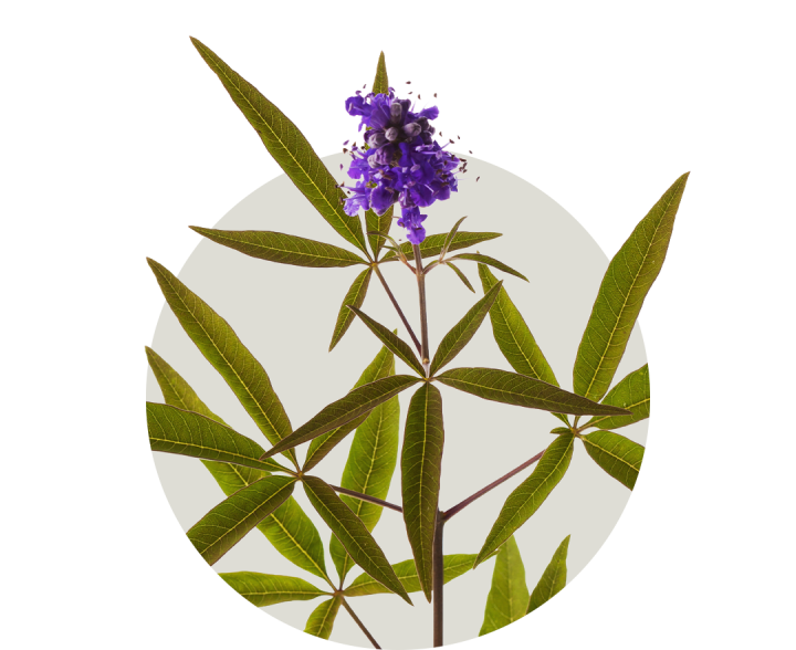 Chaste tree berry botanical ingredient
