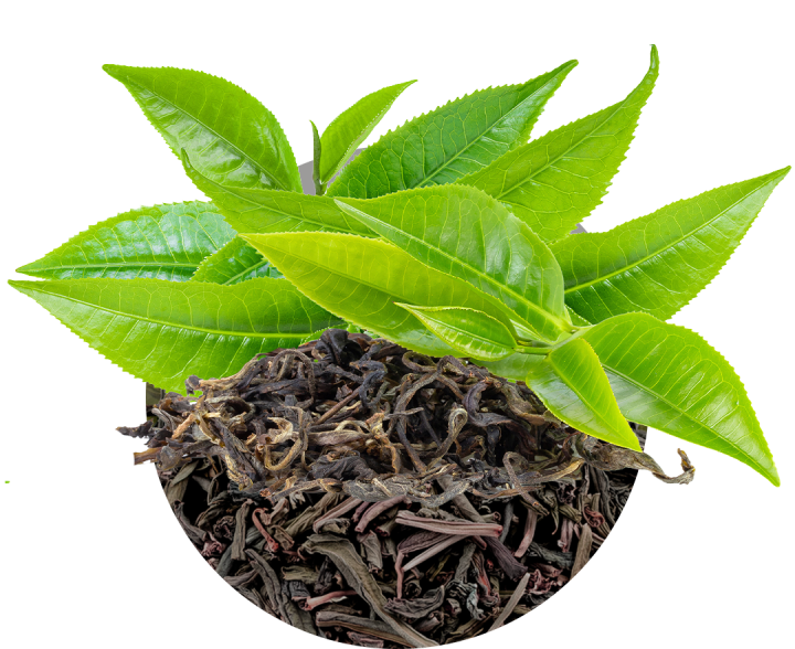 L-Theanine botanical ingredient
