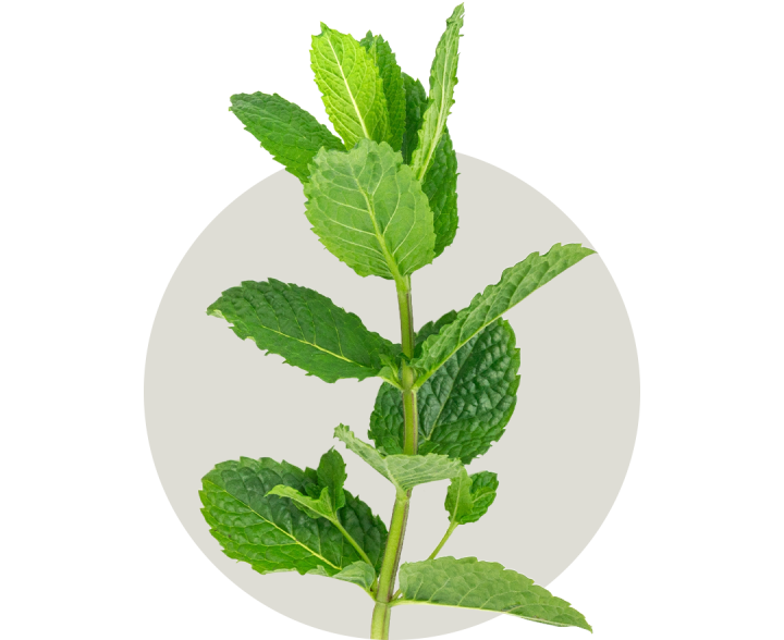 Peppermint botanical ingredient
